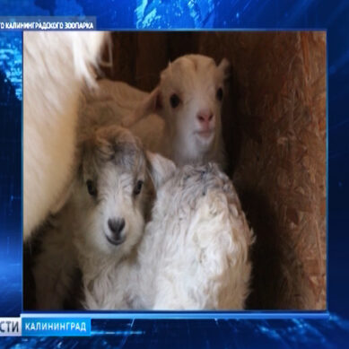 В Калининградском зоопарке появились два детёныша ангорских коз