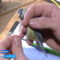 На Куршской косе начала работу орнитологическая станция кольцевания перелётных птиц