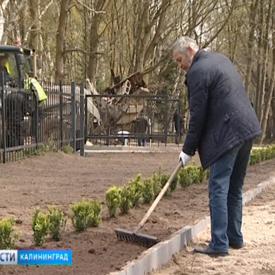Власти Калининграда ищут компанию, которая привезёт и высадит в городе 70 деревьев