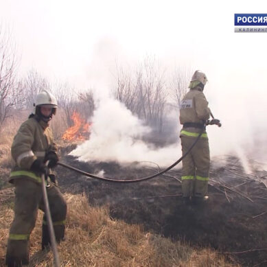 С начала 2019 года в Калининградской области зафиксировано около тысячи палов травы