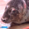 В Калининградском зоопарке срочно требуется помощь детёнышу тюленя