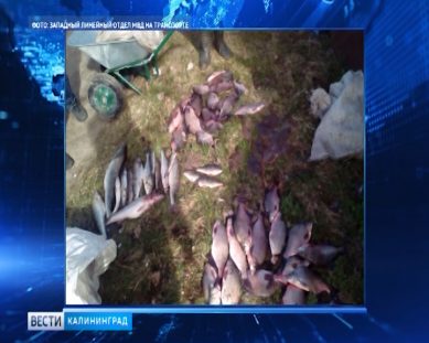 В Калининградской области задержали браконьеров за незаконную добычу водных биоресурсов