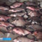 Транспортная полиция в Калининградском заливе задержала браконьера