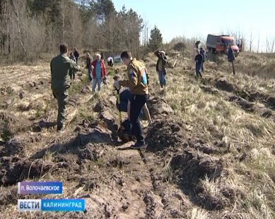 В Светловском городском округе высадят 5 тыс. саженцев деревьев