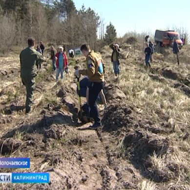 В Светловском городском округе высадят 5 тыс. саженцев деревьев