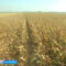 В Калининградской области вырос объем производства сельхозпродукции