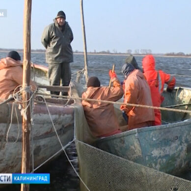 В Калининградской области увеличиваются объёмы добычи рыбы и производства рыбной продукции