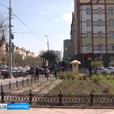 В Калининграде появятся два розария