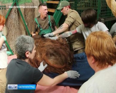 Больной орангутан находится под присмотром калининградских врачей