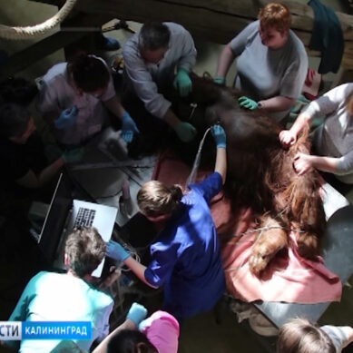 В Калининградском зоопарке умер орангутан Бенджамин