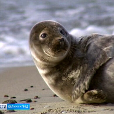 На побережье Балтийского моря продолжают выходить детёныши тюленя
