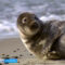 На побережье Балтийского моря продолжают выходить детёныши тюленя