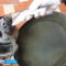 В Калининградский зоопарк привезли раненого тюленя из Янтарного