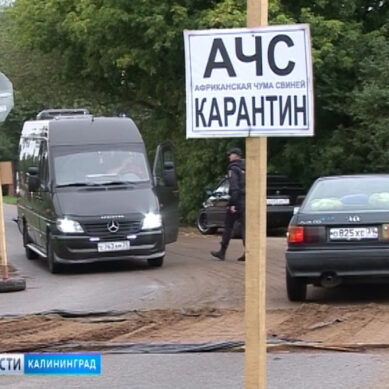 Карантин по АЧС введен в Зеленоградском городском округе