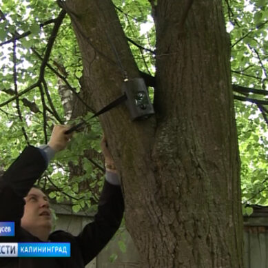 В Калининградской области невоспитанных горожан будут выявлять с помощью фотоловушек