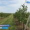 В Калининградской области появился первый промышленный плодово-ягодный питомник