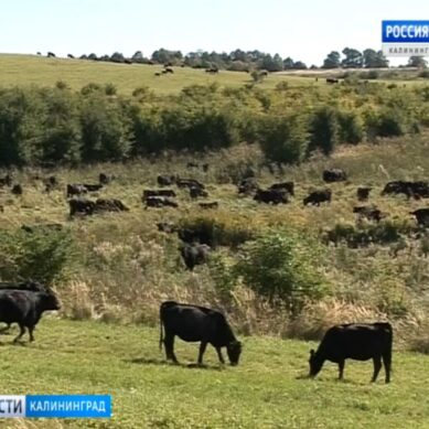 Калининградскую область назвали одним из лидеров России по росту поголовья мясного скота