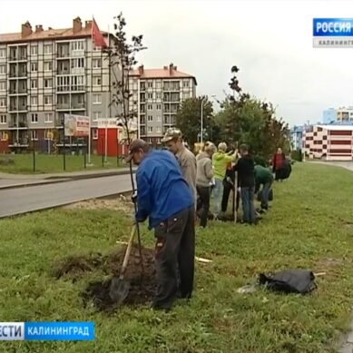 В Калининградской областной Думе рассмотрят проект закона «Об охране зелёных насаждений»