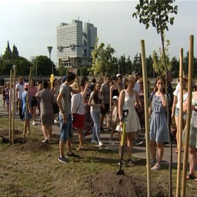 В Калининграде выпускники высадили рябиновую аллею