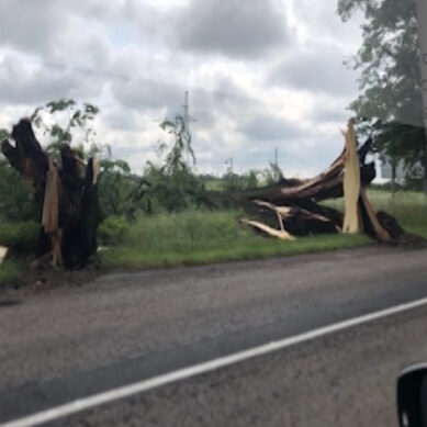На областных дорогах Калининградской области непогодой повалило 84 дерева