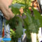 В Ботаническом саду появился саженец трёхсотлетнего Петровского дуба