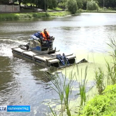 В Калининграде Нижнее озеро начали очищать от водорослей