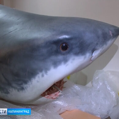 Новый экспонат в Музее Мирового океана: белая акула