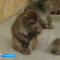 В Калининградском зоопарке у японских макак родился малыш