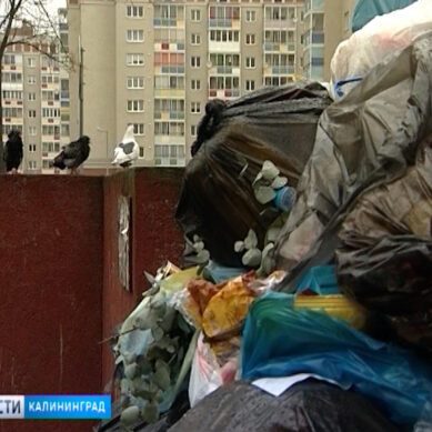 Региональный мусорный оператор вынудил жителей Краснознаменского района переплачивать за вывоз мусора