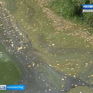 В Калининградской области началось цветение сине-зелёных водорослей