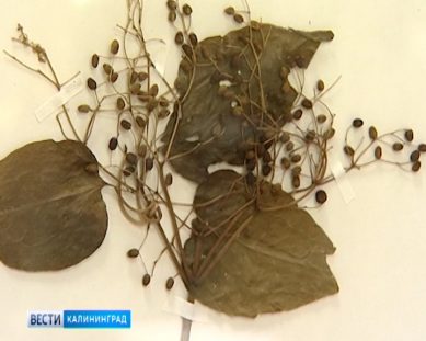 В Калининградском историко-художественном музее открылась выставка ядовитых растений