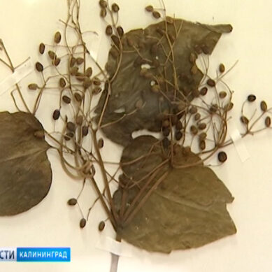 В Калининградском историко-художественном музее открылась выставка ядовитых растений