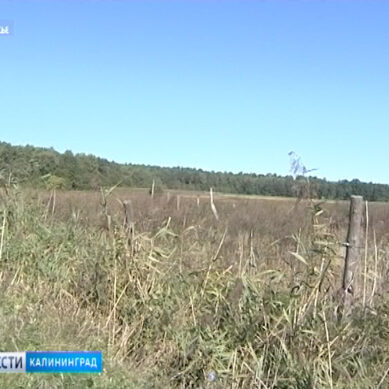 В Гурьевском районе выявили 16 подозрительных земельных сделок