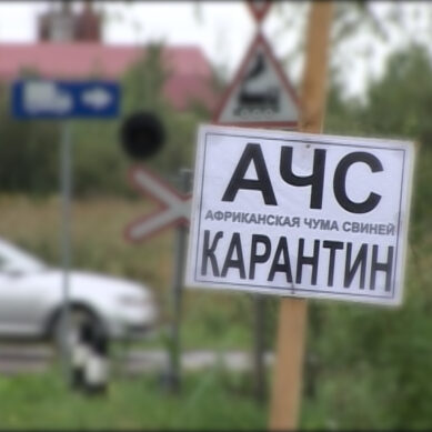 В Калининграде на мясоперерабатывающем предприятии введён карантин из-за вспышки вируса АЧС