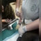 В Калининградском зоопарке провели операцию по удалению опухолей у мандрила