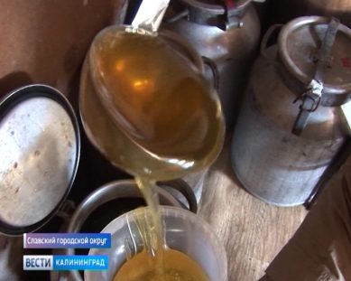В Калининградской области завершается сбор мёда
