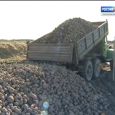 Аграрии Янтарного края ожидают рекордный урожай картофеля