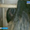В Калининградском зоопарке появился двупалый ленивец