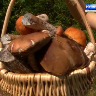В Калининградской области 4 человека отравились грибами