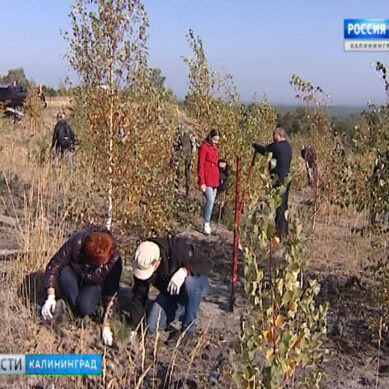 В Калининградской области высадили первый «Лес Победы»
