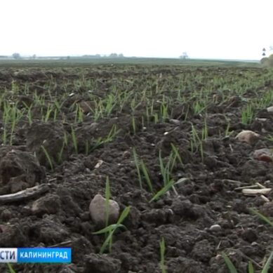 Калининградские аграрии засеяли больше половины площадей озимых