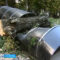 В Калининграде от сильного ветра многолетний тополь упал на музей «Бункер»