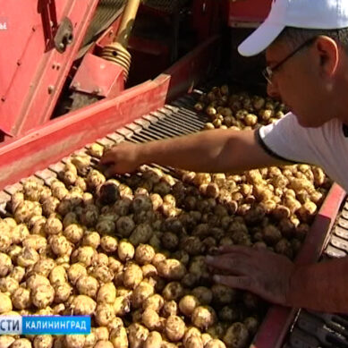 В Калининградской области началась массовая уборка картофеля