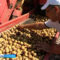 В Калининградской области началась массовая уборка картофеля