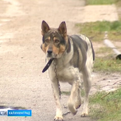 В Калининградской области от укусов животных пострадало около полутора тысяч человек