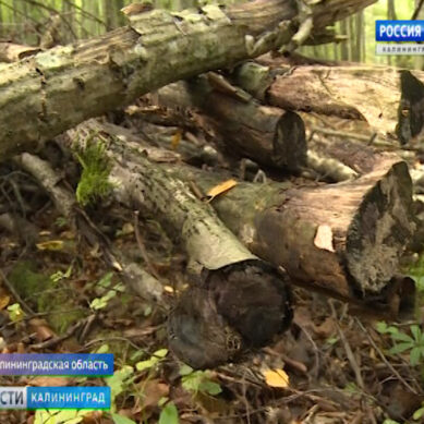 В Калининградской области растет спрос на сбор древесины