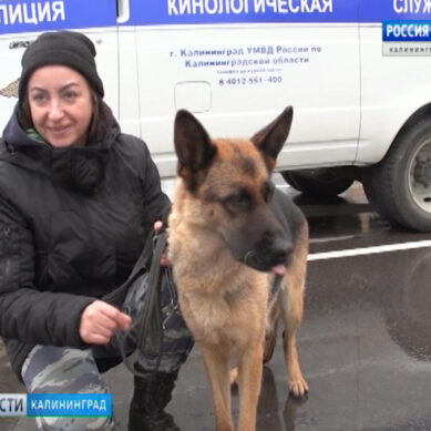 В Калининграде служебные собаки-пенсионеры обрели новых хозяев