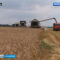Калининградская область в лидерах по урожайности зерновых и зернобобовых культур