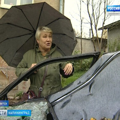Жительница Советска уже полгода не может найди ответственных, за упавшее на её машину дерево