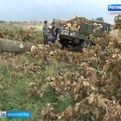 С начала 2019 года с дорог Калининградской области убрали почти 2300 деревьев